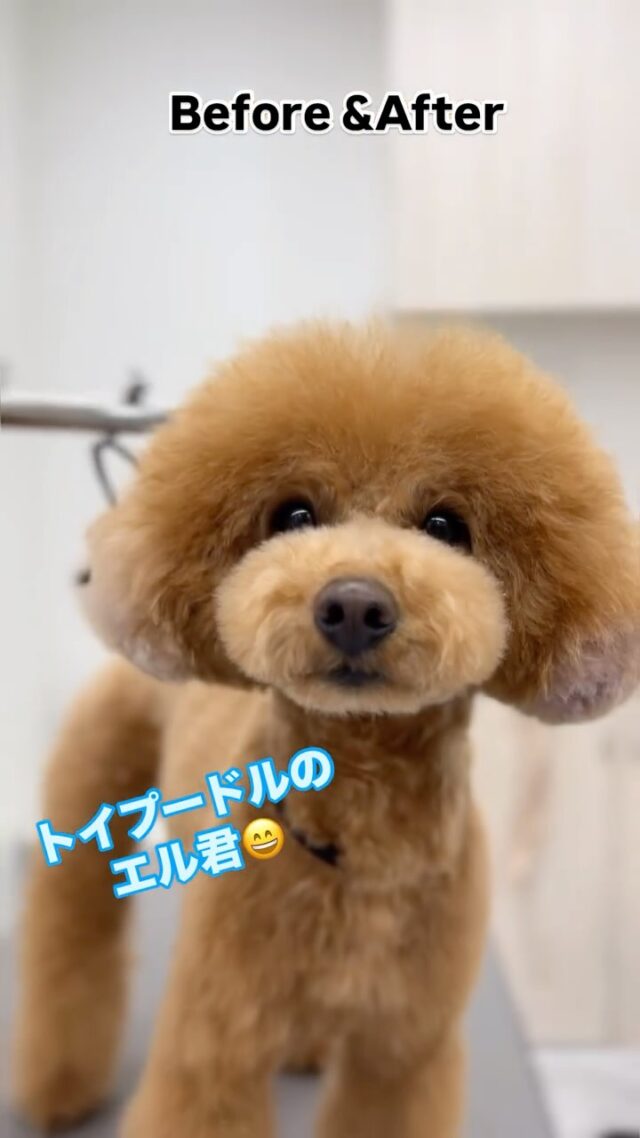 下郡店のお客様🐩
アフロにチェンジ中のエル君です(^^)
柴犬のお友達、ユズちゃんとは大の仲良し🩷

#trimminghouse_gilmore#トリミングハウスギルモア#ギルモア#gilmore#トイプードル#トイプー#アフロ#柴犬#友達#大分県#大分市#下郡#佐伯市#happylifewithdog#トリマー募集#トリミング