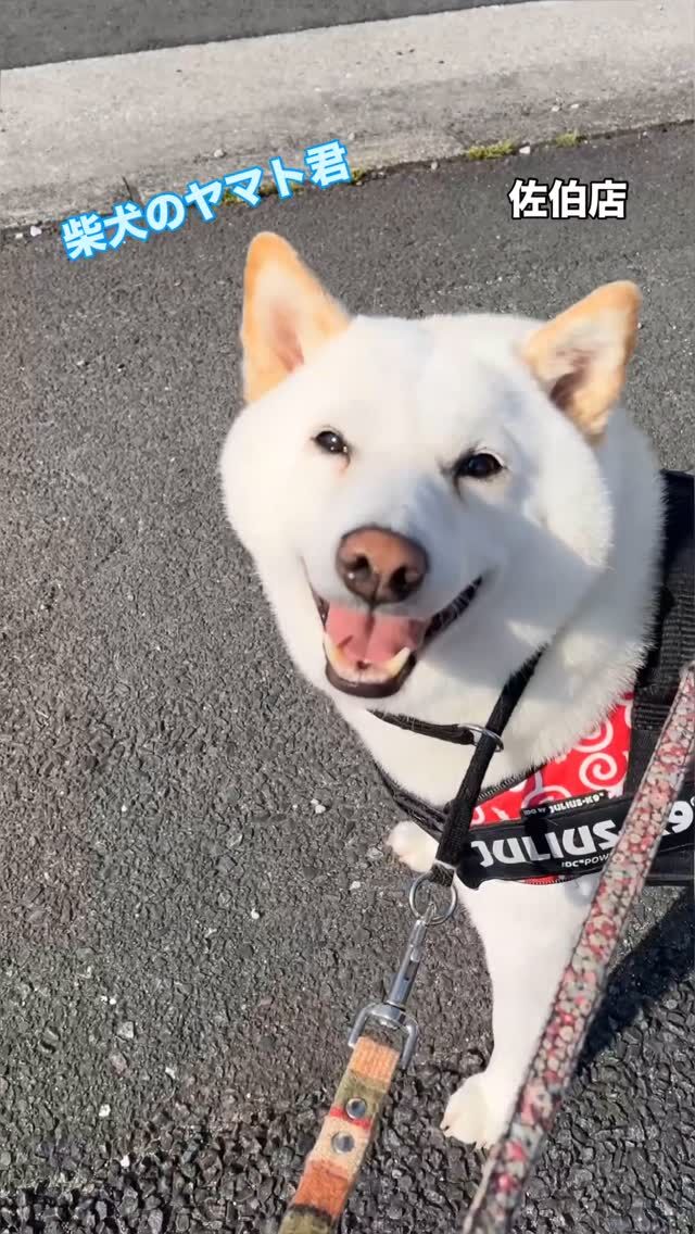 朝のお散歩中です🎵

よく歩いて、よく止まり、よく甘えて、走りません🤭
そんな魅力を満載に搭載してるヤマト君です✨

#trimminghouse_gilmore#トリミングハウスギルモア#gilmore#ギルモア#柴犬#朝のお散歩#ヤマトの魅力#白柴#大分県#佐伯市#大分市#下郡#トリミング#トリマー#happylifewithdog