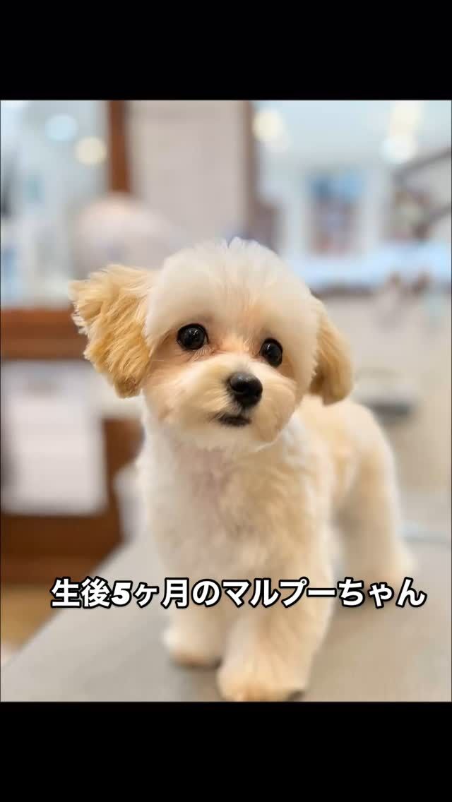 5ヶ月のマルプーちゃん
トリミングの様子です✂︎

パピーの子のトリミングは毎回がとても大切。
これからの長い人生で、
トリミングを嫌いだと思うか
ストレスの無いことだと思うか。
それは子犬時期のトリミングでどんな思いをしたかで変わってきます。

決して強引にする事なく、そのコの姿勢やタイミングに合わせながら、かと言ってワガママばかりをさせる事なく進めていきます。

トリミングは怖くないよ、落ち着いてていいよ。
というのを、わんちゃんに触れる手や私達の雰囲気で示していきます。

どんなわんちゃんにも、トリミングでストレスを感じる事なく施術を受けてもらえることが私達トリマーの願いでもあります(^^)

#trimminghouse_gilmore#gilmore#トリミングハウスギルモア#ギルモア#トリミング#トリマー#パピー#マルプー#仔犬トリミング#大分県#大分市#下郡#佐伯市#佐伯#happylifewithdog