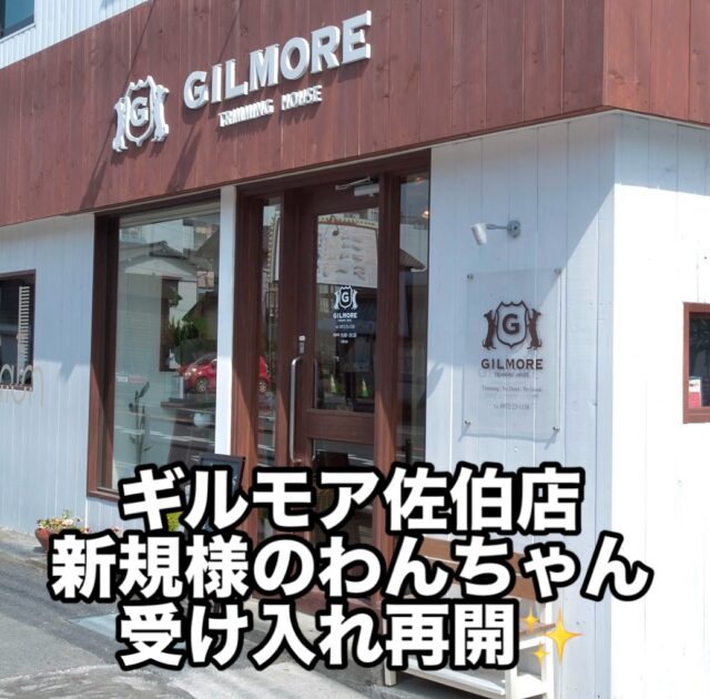長らくお待たせいたしましたm(_ _)m
ギルモア佐伯店、ご新規様のわんちゃんの受け入れを再開いたします🙇‍♂️

ギルモアを頼ってご連絡をいただいた方々、
何度もお電話をいただいた方々、
そんな皆様から予約のご依頼をいただき、予約がいっぱいだからとお断りする日々が続いていました。
本当に申し訳なく思っております🙇‍♂️

この度、真摯にわんちゃんと向き合えるとても頼りになるスタッフさんが加入してくれました✨
専属担当制のトリマーとして、皆様のドッグライフを美容を通しながらサポートさせていただきます✂︎

・トリミングに出すなら皮膚のことまで考えた特別な仕上がりにしてほしい。
・一緒に暮らしてるわんちゃんの行動で知りたい事がある。
・うちの子は持病があるけどトリミングしてもらえるの？
・皮膚が良くないけど受付してくれる？
・初めて飼ったパピーの子にどう接したらいい？
・歳を重ねて行動が変わってきて不安、、そんな子との暮らし方は？
・フードを食べないけどどうしたらいい？
・トリミングしてすぐ臭いがあがってくるけど、どうして？
・毎日犬に振り回されて困ってる。
・ウチの子のことを相談できるプロが欲しい。
わんちゃんとの生活で少しでも疑問に思うことがある方、是非一緒に考えていきましょう（^^）

ギルモア佐伯店でのトリミングをご希望の飼い主様は、
ホームページや外部リンクへアクセスしていただき、お電話、もしくはInstagramのメッセージでご連絡していただければと思います🙂‍↕️

#trimminghouse_gilmore#トリミングハウスギルモア#gilmore#ギルモア#トリミング#トリマー#犬との生活#ご新規様ご予約受付中#ギルモア佐伯店#佐伯市#大分県#大分市#下郡#happylifewithdog