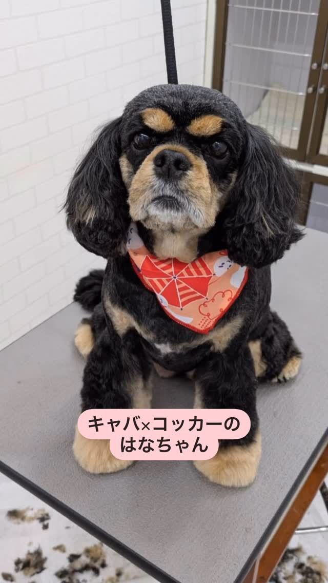 下郡店のわんちゃん☺️

しっぽをブンブン振ってごあいさつしてくれるはなちゃん✨
テーブルの上では緊張するので、少し控えめなフリフリです🤭
トリミングがんばってくれました✨

_____________________

近年、いろんな種類のミックス犬が増えてきましたね(^^)
とっても可愛いと思う反面、皆さんご存知の通り、その分犬種の弱点と言われる部分で悩みも浮き彫りになってる面もありますよね☹️

そういった悩みとなり得る部分、弱点と言われる部分に１つ１つ向き合って、良い付き合い方が出来るようになるのが大切なように思います(^^)

わんちゃんのことで
「あれ？」と少しでも思うよな事があれば、ご遠慮なくスタッフにおっしゃってくださいませ🙂‍↕️

#trimminghouse_gilmore#トリミングハウスギルモア#gilmore#ギルモア#トリミング#トリマー#ミックス#キャバコッカー#大分#大分市#佐伯市#下郡#happylifewithdog