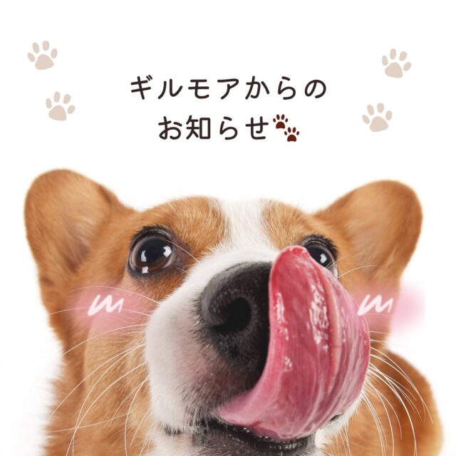 皆様、お世話になっております✨
いつもありがとうございます🙂‍↕️

佐伯店に加入してくれた
新しいスタッフ、
『佐々木鮎美さん』
の紹介をさせていただきます✨

専門学校卒業後、動物病院でトリマーとして勤務
経験を積んだトリマーさん(^^)
わんちゃんの体を観る経験がとても多く、少しの異常にも敏感に反応します！
飼い主様にわんちゃんのことをお伝えするのも得意で、愛情が大きく本当に犬のことを考えてる、頼り甲斐のあるスタッフです✨

スタッフの泉谷、
オーナーの佐々木とともに、
ギルモア佐伯店を頼ってくださる飼い主様・ワンちゃんと
しっかり向き合ってまいります🙂‍↕️

佐々木鮎美の予約枠は、まだまだ空きがございます。
当日予約でも対応出来る日があるかと思いますので、
ご予約のお電話をお待ちしております✨

どうぞよろしくお願いしますm(_ _)m

#trmminghouse_gilmore#トリミングハウスギルモア#gilmore#ギルモア#トリマー#トリミング#新スタッフ#大きい愛情#大分県#佐伯市#ギルモア佐伯店#大分市#下郡#happylifewithdog