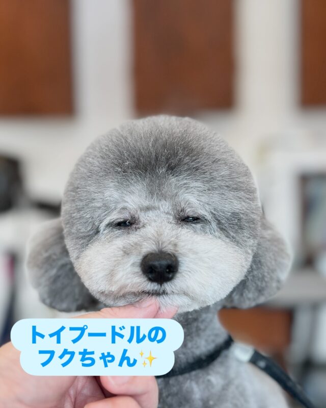 トリミング中
ほとんどの時間をウトウトと過ごすフクちゃん😄

肝が据わってます✨
施術は滞りなく進みます🫡
が、
おめめパッチリの写真もいつかは撮らせてほしいな〜って思います🤭

#trmminghouse_gilmore#トリミングハウスギルモア#gilmore#ギルモア#トリミング#トイプードル#ベアカット#佐伯市#佐伯店#大分県#大分市#下郡#happylifewithdog