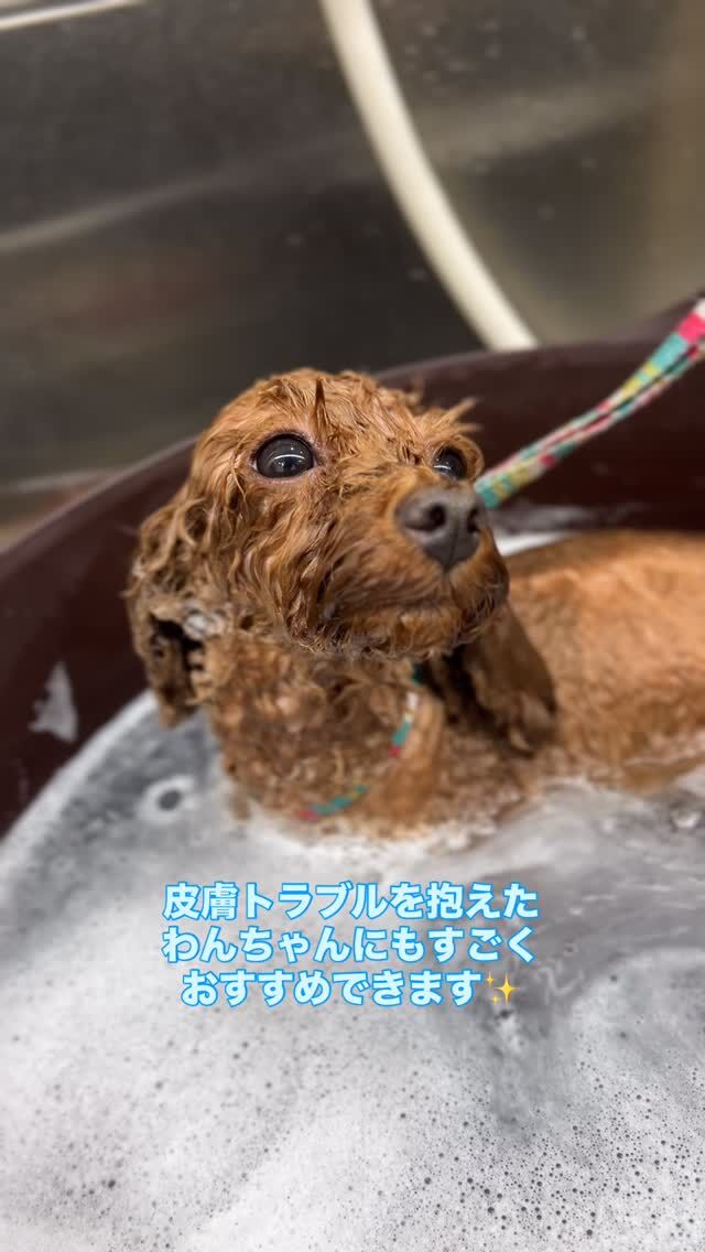 ギルモアが大切にしていることの１つに、わんちゃんの皮膚と被毛の健康があります。

皮膚トラブルのわんちゃんもいれば、被毛がパサついているわんちゃん、においが落ちにくいわんちゃんもいます。

その解決方として準備しているのが、こちらのお肌健やか炭酸浴（酵素炭酸浴）です。

皮膚トラブルを抱えて悩んでらっしゃる飼い主様、わんちゃんに是非使っていただきたい。
そうでないワンちゃんにも、被毛が見違える効果・におい戻りが少ない効果を発揮してくれます。

わんちゃんはすぐ近くにいるからこそ、
気付いて対処して、そして健やかな犬の生活を送っていただきたいと思います🙂‍↕️

#trimminghouse_gilmore#トリミングハウスギルモア#gilmore#ギルモア#トリミング#トリマー#犬のシャンプー#酵素#炭酸泉#犬の皮膚トラブル#犬の肌トラブル#健康な被毛#犬との暮らし#犬のいる生活#大分県#佐伯市#大分市#下郡#happylifewithdog