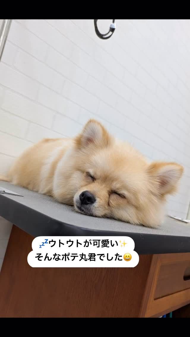 ポメラニアンの
ポテ丸くん😊

トリミング中に寝る子は、、、
愛おしいんです💕

#trimminghouse_gilmore#トリミングハウスギルモア#ギルモア#gilmore#トリミング#ポメラニアン#寝る子#大分県#大分市#下郡#佐伯市#happylifewithdog
