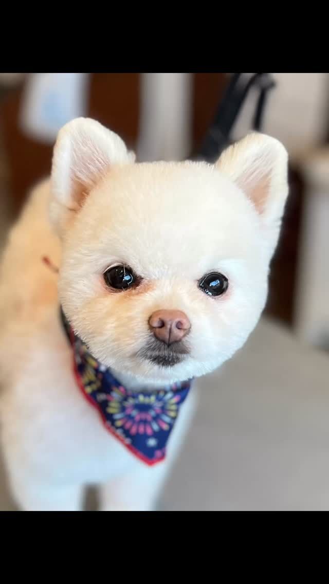 ポメラニアンのピノちゃん☺️

初めてのご来店✨

ピノちゃんのポイントは、毛のもつれを引っ張る事なくほぐすこと🪮
ブラッシングの際、もつれを徐々に端っこから解かしていくことで、犬の苦手な引っ張りを避ける事ができます。
（ここでトリミングを嫌がる原因となる事が多いんですね）
特殊なブラシの使い方にはなりますが、決して手を抜いてはいけない箇所になります😊

時間も手間もかかるように感じるかもしれませんが、実はこれが1番短時間で犬への痛みがないんですね✨

ピノちゃんはもつれを引っ張られるのがとても気になる子なので、それを解決するだけでも相当な負担減に繋がります☺️

無理する事なく、無茶な力を加えないよう
お家でのブラッシングの参考にしてみてください(^^)
難しいと思った時は、スタッフへご遠慮なくおっしゃってくださいね✨

#trimminghouse_gilmore#トリミングハウスギルモア#gilmore#ギルモア#トリミング#トリマー#ポメラニアン#ブラッシング#大分県#大分市#佐伯市#happylifewithdog#当日予約再開#ご新規のわんちゃん受付再開