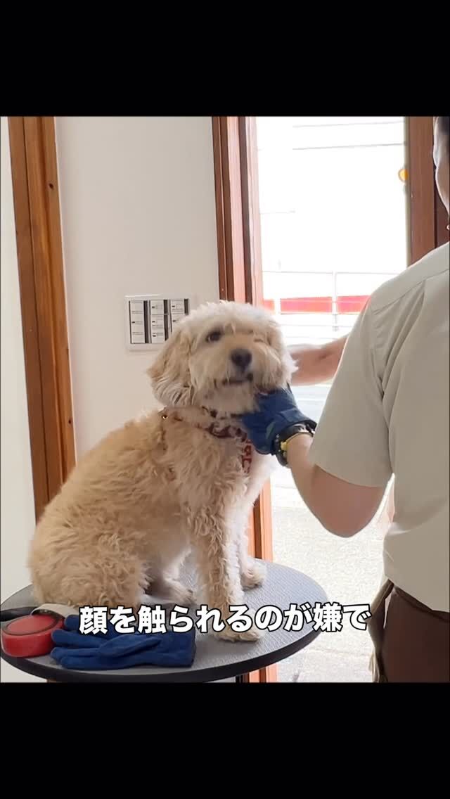 わんちゃんと暮らしていると、たくさんの悩みがあると思います。
フードのこと、躾のこと、お散歩のこと、トリミングに関すること、目ヤニや涙焼け、ダイエットや健康、、、

挙げるとキリがないかもしれませんね。

それでも、１つ１つ原因を探しながらコツコツと解決に向かうことが大切だと思うんです。

わんちゃんが顔を触られるのが嫌なのも原因があります。
それを突き止めて、時間を掛けて解決していくんです。
ただ嫌なだけなのか、
怖さを覚えているのか、
痛がる部位があるんじゃないのか、
原因がわかったら、あとは改善や練習です。

サロンだけではどうにもならない事もあります。
飼い主さんも、わんちゃんも一緒になって
皆で解決に向かっていくんですね。

「◯◯が悪いからこうなってる」
「この子が嫌がる原因を作ったのは◯◯だ」

これでは、何も解決しないんですね。
大切なのは
「この子のために、これからどうすればいいか？」
ここを間違わないことなんだと思います。

#trimminghouse_gilmore#gilmore#トリミングハウスギルモア#ギルモア#trimming#トリミング#トリマー#人と犬#犬との暮らし#トリミングの悩み#犬のこと#トリミング嫌い克服#トリミング好きになる#大分県#大分市#佐伯市#下郡#happylifewithdog