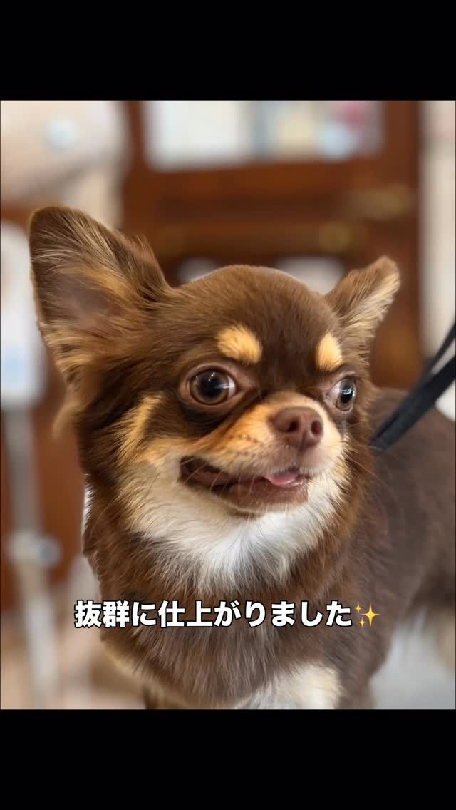 毛並みも手触りも抜群の
チワワちゃん3姉弟妹✨

1番お姉ちゃんのティアラちゃんはしっかりもの😄
ちゃんと皆を先導します👍🏻
真ん中の弟ショーン君、パパさん大好き❤
妹ちゃんのチョコちゃん、1番の元気っこ🎶

犬の綺麗と健康を維持するには、栄養と運動、そしてこまめなお手入れ。全て欠かせません(^^)

それに加えて心の健康
飼い主さんとわんちゃん、わんちゃん同士の関係性を健全に保てると、精神的にすごく安定しやすいです🫶🏻

多頭飼いで大切なのは、
・飼い主さんが、しっかりとリーダーをすること。
・飼い主さんがわんちゃんに対して、目を掛けるけど手を掛けすぎないこと。
・わんちゃん同士の関係を無理矢理コントロールしないこと。

この３つを心掛けるだけでも、スムーズにわんちゃん達との関係性を築けていけます(^^)
大切にしてくださいませ✨

#trimminghouse_gilmore#トリミングハウスギルモア#gilmore#ギルモア#トリミング#チワワ#犬同士#犬のいる生活#抜群の仕上がり#手触り#栄養満点#サラサラ#大分県#大分市#佐伯市#happylifewithdog#新規さん大歓迎
