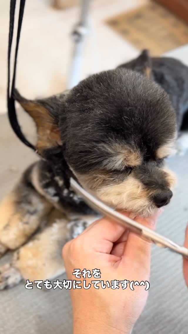 チワプーちゃんのカット風景です✂︎
そして、私たちが大切にしていることです(^^)

わんちゃんがサロンに慣れるまで、トリマーに慣れるまでは回数も時間も必要なコはいるんですね。
私たちは、わんちゃんができるだけ安心した状態でトリミングを受けて欲しいんです(^^)
だから接し方や触り方、そういった小さなコミュニケーションを大切にしています✨
手や足の持ち方や持つ力、お顔の方向、首の角度、高さ、などなど。
わんちゃんの痛がらないポイントを一頭一頭把握しながらトリミングを進めていくんですね✂︎

飼い主さんにも安心して欲しいですし、わんちゃんにもいつも通りって感じて欲しいんです😄

それが私たちの1番の喜びなのかもしれません✨

#トリミングハウスギルモア#gilmore#trimminghouse_gilmore#ギルモア#トリミング#チワプー#わんちゃんのカット#足先バリカン#チワワ#プードル#ミックス#大分県#大分市#佐伯市#下郡#happylifewithdog