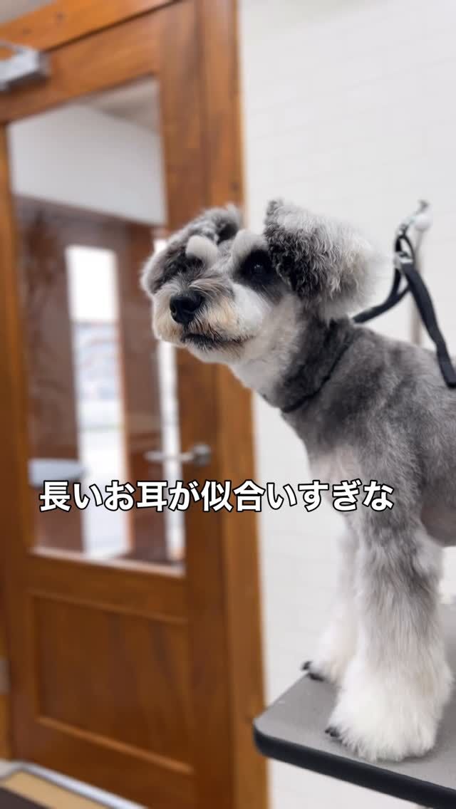 今日もお利口さんのショコラちゃん😊
まつ毛も伸びてきて、耳と同じようにショコラちゃんのチャームポイントに💕
耳の毛のサラサラ感がすごい❣️

____________________________

シュナウザーは元々は狩猟犬🐶
昔は、藪の中を走り抜けるために一度体の毛を抜いて、硬い毛を生やしてました。
その硬い毛が皮膚を枝や木から守る役目を果たしていたんですね！
毛の量が多い子がたくさんいるのも、シュナウザーの特徴です(^^)

____________________________

トリマーはわんちゃんにとって
『美容師＋保育士』
美容のことはもちろん、体のことや生活のこと、いろんな方面から専属担当のトリマーがわんちゃんと向き合います✨

✅犬の事をちゃんと話したいし、ちゃんと聞いてほしい
✅新しく犬を迎えたから相談できる専門家が欲しい
✅うちの子がなかなかサロンに慣れない
✅持病があるけどトリミングに出していいのかな、、、
✅思うようなスタイルで帰ってこない
✅トリミングに出したのにすぐ臭くなる

いろんなお悩みのある飼い主様もたくさんいらっしゃいます。
そんな方のお役に立てるよう、スタッフ一同お待ちしております🙂‍↕️
わんちゃんのご相談、ご予約は下記まで😊
佐伯店☎︎0972-23-1158
大分下郡店☎︎097-578-9288
各店LINEもありますので、お電話のご都合が取れない方はそちらもご活用くださいませ📲

#trimminghouse_gilmore#トリミングハウスギルモア#トリマーは美容師＋保育士#専属担当制#happylifewithdog