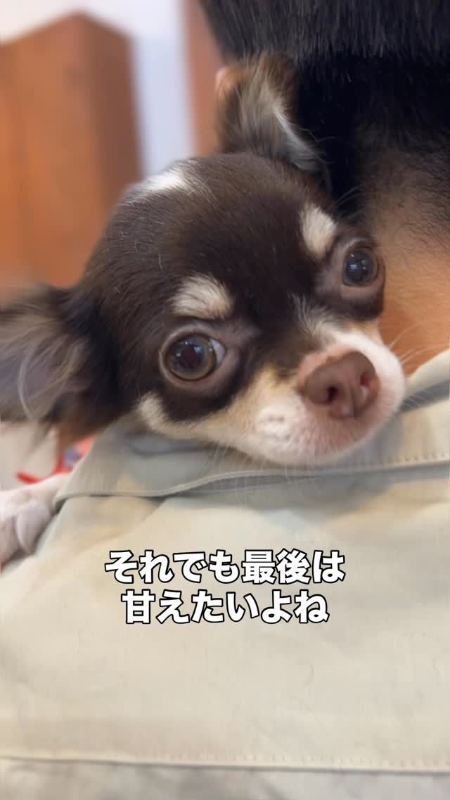 生後6ヶ月のチワワ、チョコちゃん😊

パピー犬のトリミングは、
私達も細心の注意をはらいます✨

これから長い期間続くトリミング✂︎
必要なわんちゃんにとって最初のコンタクトはとても大切です。
無理な接し方や強引な施術をすれば、この先ずっとトリミングは嫌なものとして覚えてしまうでしょうし、サロンは嫌な場所と思ってしまうかもしれません。
爪の切り方、お湯の掛け方、指先を触る際の力加減、抱っこの仕方、こちらから掛ける声のトーンや顔の表情、隅々まで工夫して施術に臨みます。

毎回小さな事を積み重ねて、お互いにいい関係を築いていく。これも、私達にとって大事なお仕事なんですね(^^)

#トリミングハウスギルモア#trimminghouse_gilmore#ギルモア#gilmore#トリミング#チワワ#パピートリミング#大分県#佐伯市#大分市#下郡#happylifewithdog