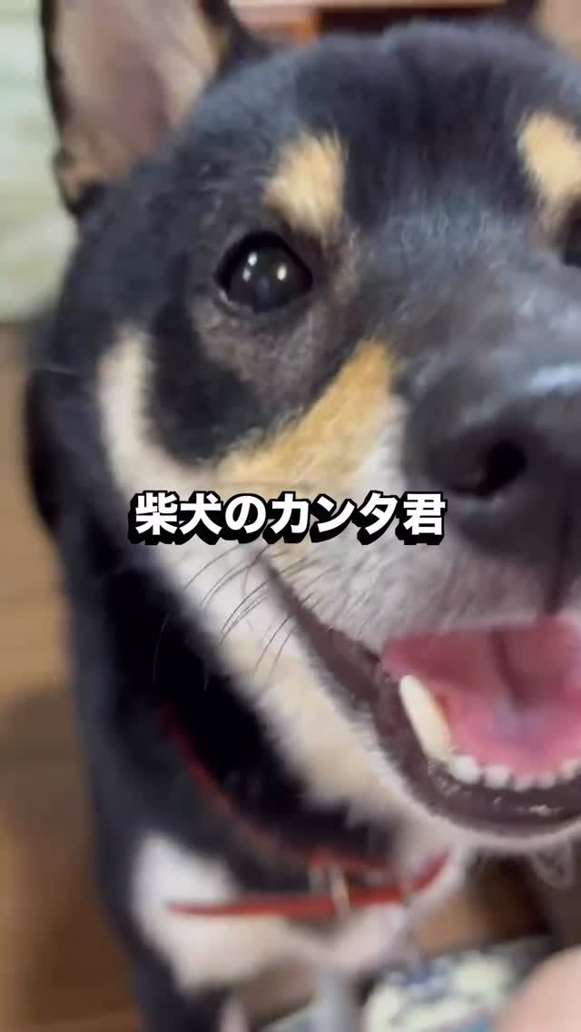 飼い主様から
トリミングに行く前と帰った後の動画をいただきました✨

柴犬のカンタ君です🩷

とってもお出掛けが好きで、トリミングの前もそわそわ✨
早く連れて出て欲しいそう😊

トリミングももちろん大人しくさせてくれる子ですし、
サロン内でのことは把握していますが、
お家での様子を見させていただけると
私たちも嬉しいです😄

何だかほっこりしますね✨

#trimminghouse_gilmore#トリミングハウスギルモア#gilmore#ギルモア#佐伯市#大分市#豆柴#happylifewithdog