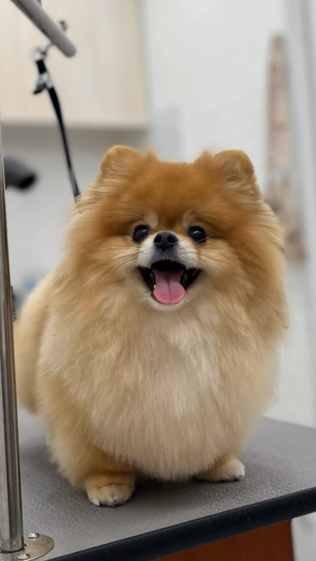 わんちゃんの場所慣れ、人慣れ。
時間がある時は可能な限り距離を縮めていきたいですね(^^)

#トリミングハウスギルモア#trimminghouse_gilmore#ギルモア#gilmore#トリミング#佐伯市#大分市#大分県#happylifewithdog#ポメラニアン