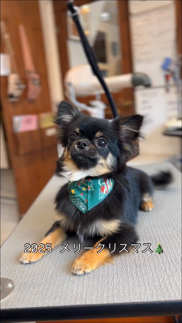 2025Merry Christmas🎄🎂

#トリミングハウスギルモア#trimminghouse_gilmore#ギルモア#gilmore#トリミング
