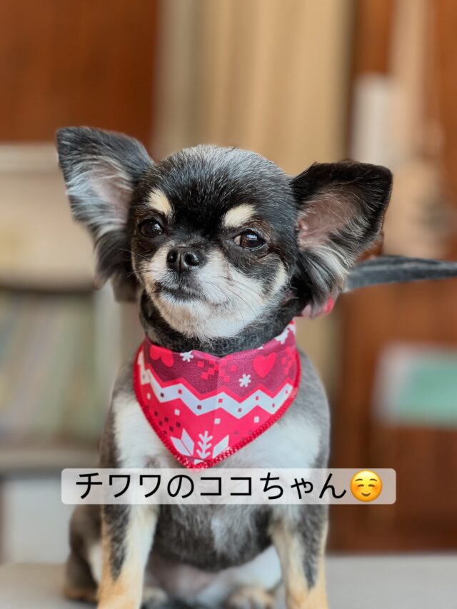 チワワのココちゃん✨
仕上がりです(^^)

いろんな顔を見せてくれますね😊

#trimminghouse_gilmore#トリミングハウスギルモア#ギルモア#チワワ#犬のあくび