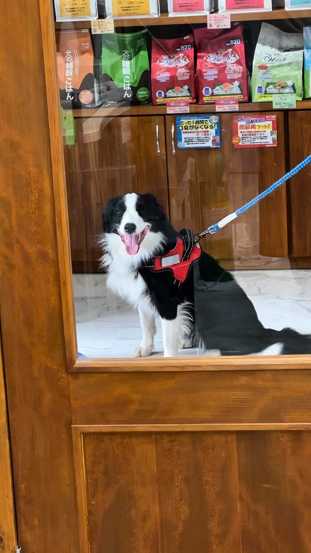 ボーダーコリーのソラくん✨
甘えたい盛りの男の子(^^)
担当スタッフに沢山なでてもらって幸せそうです💞
私たちの表情も綻んでしまいますね😊
#トリミングハウスギルモア#trimminghouse_gilmore#ギルモア#gilmore#トリミング