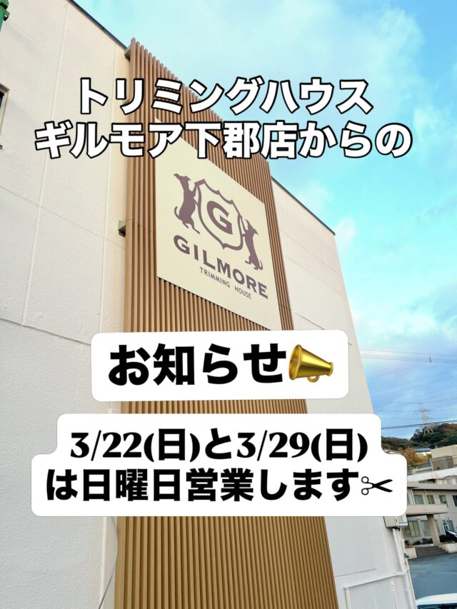 トリミングハウスギルモア・下郡店からのお知らせです🙂‍↕️

3/22(日)
3/29(日)は
日曜日の営業をいたします！

・気になってたけど平日は仕事があって、、、
・日曜日じゃないとどうしても都合が合わない。。

そんな方は是非お越しくださいませ✨
担当はオーナーの佐々木がさせていただきます(^^)

⭐︎犬の事を相談できる専門家が欲しい
⭐︎犬を初めて飼ってわからない事だらけ
⭐︎子犬を迎えたから犬の事をいろいろ知りたい
ワンちゃんの体のこと、フードのことや躾のこと、トリミングの際にはどんな事でもご相談ください✨

ご予約はリンクの公式LINEから、もしくは下郡店にお電話くださいませ☎︎
097-578-9288

皆さまとの出会いを心待ちにしております🙂‍↕️

#trimminghouse_gilmore#トリミングハウスギルモア#ギルモア#gilmore#トリミング